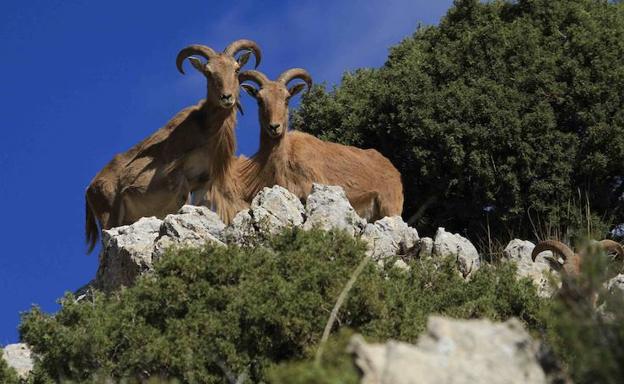La Comunidad de Murcia pedirá al Ministerio que el arruí deje de considerarse especie invasora